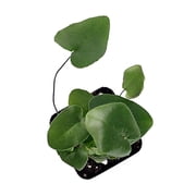 Sprig & Stone Hemionitis arifolia - Heart Leaf Fern