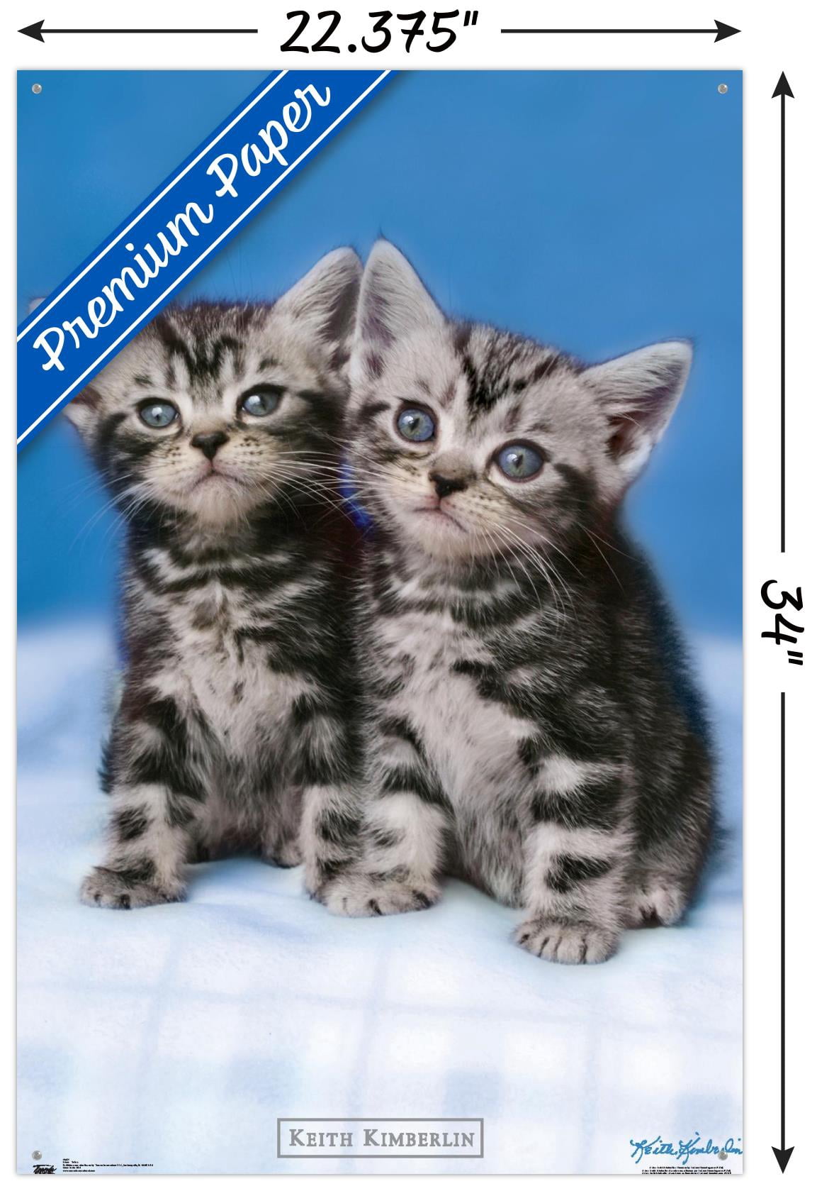 Keith Kimberlin - Kittens - Twins Wall Poster with Push Pins, 22.375" x 34"