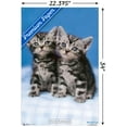 thumbnail image 2 of Keith Kimberlin - Kittens - Twins Wall Poster with Push Pins, 22.375" x 34", 2 of 3
