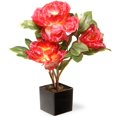 thumbnail image 1 of Potted Pink Carnations with Black Square Ceramic Base, 1 of 1