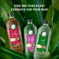 Herbal Essences Passion Flower Sulfate Free Shampoo Volume 13.5 fl oz
