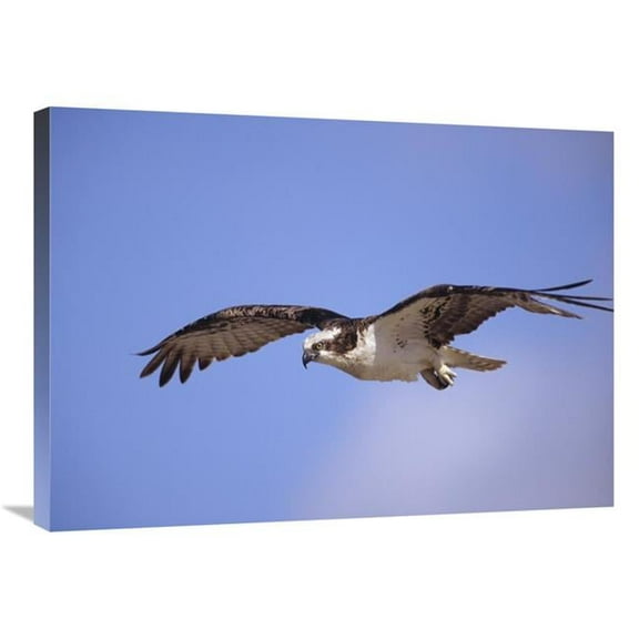 24 x 32 in. Osprey Flying, North America Art Print - Tim Fitzharris
