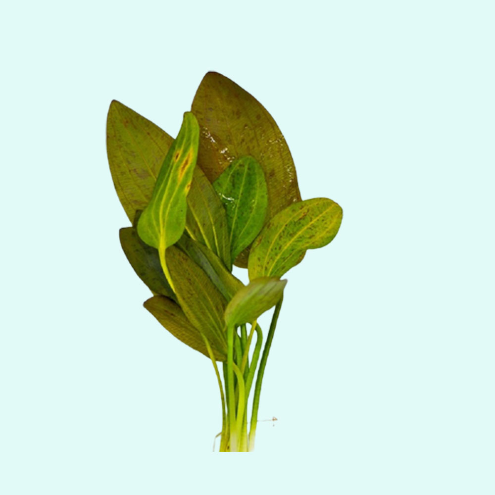 Green Ozelot (Echinodorus) Pot Live Aquarium Plants - image 4 of 12