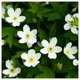 thumbnail image 1 of Everwilde Farms - 1 lb Canada Anemone Native Wildflower Seeds - Gold Vault Bulk Seed Packet, 1 of 2
