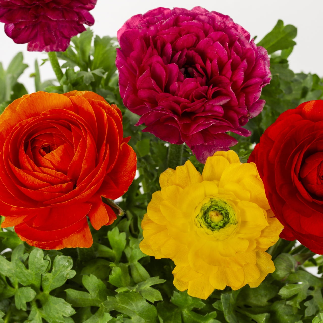 Better Homes & Gardens 1.5PT Multicolor Ranunculus Live Annual Plant Sun