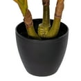 thumbnail image 5 of Vickerman 30" Artificial Real Touch Dracaena., 5 of 7
