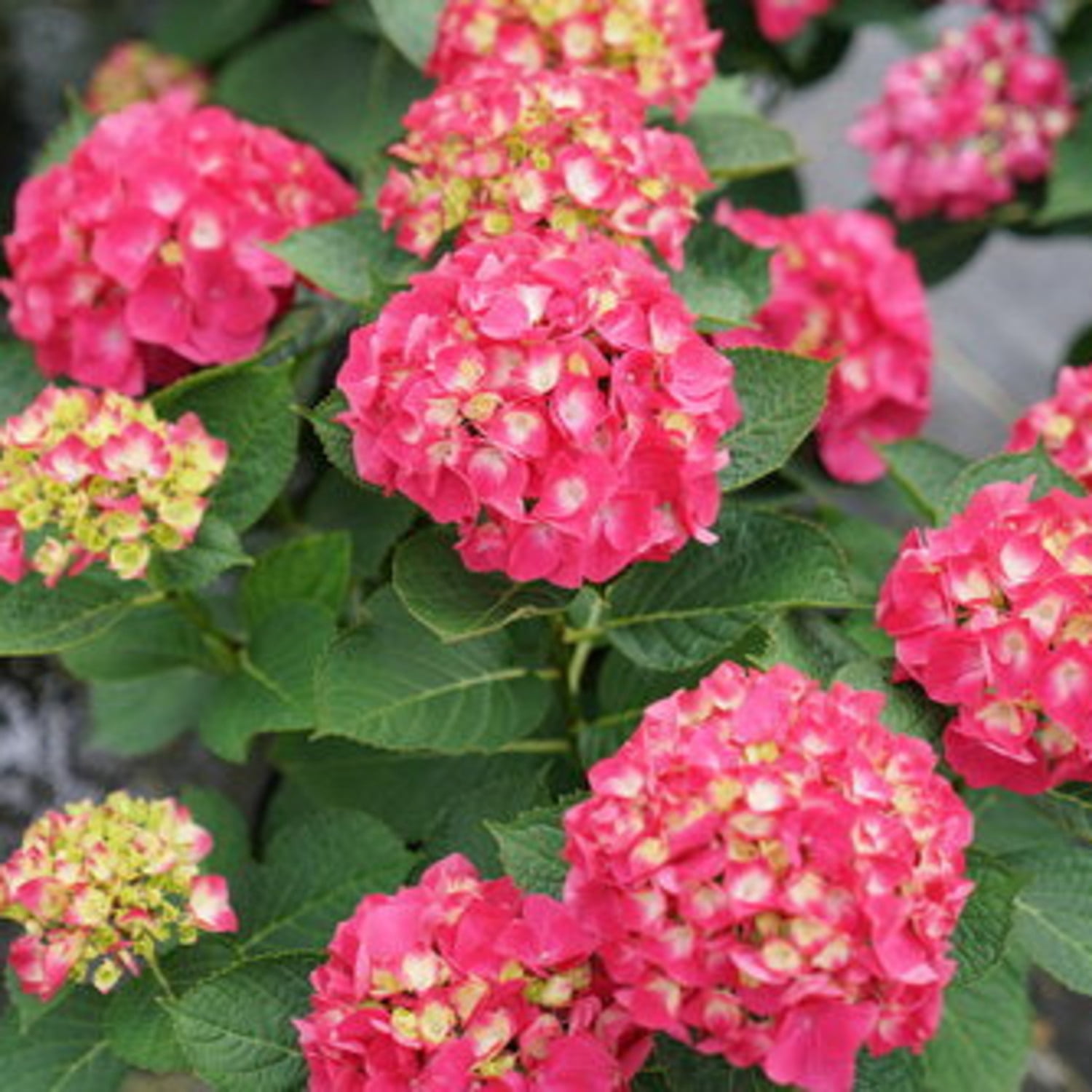Proven Winners ColorChoice 5" Multicolor Wee Bit Giddy Bigleaf Hydrangea Live Plant in 4.5" Pot (4 Count)