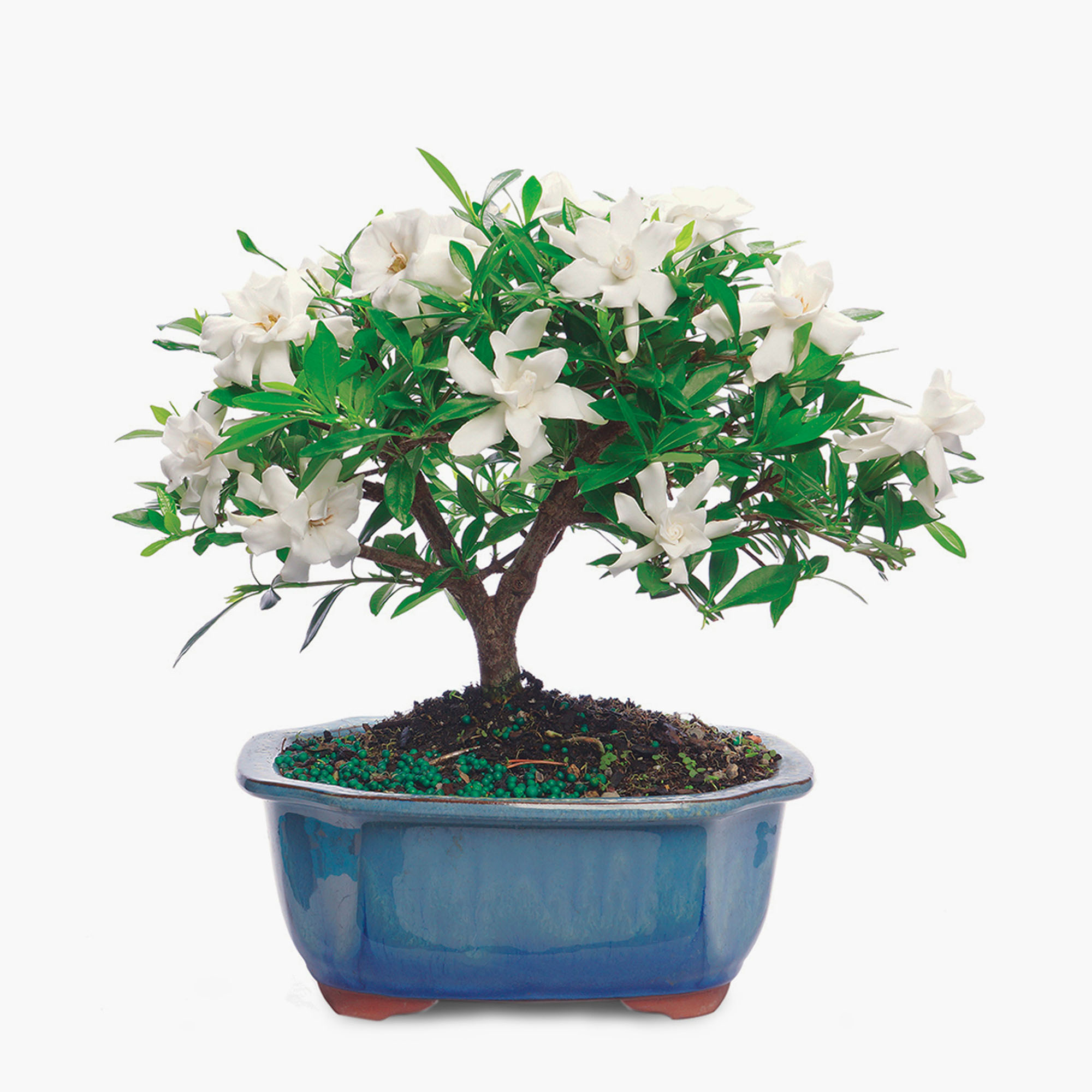 BloomsyBox FarmFresh Gardenia, Low Maintenance, Perfect for Adding