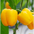 thumbnail image 2 of Yellow Bell Pepper Plant Live for Planting, Sweet Pepper Starter Plant, 3 to 5 Inch Tall Starter Plant for Outdoor Garden or Container in 4 Inch Pot, 2 of 6