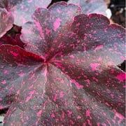 Heuchera, Midnight Rose, Coral Bells, Flowering Plant - Pot Size: 5in - Flowers