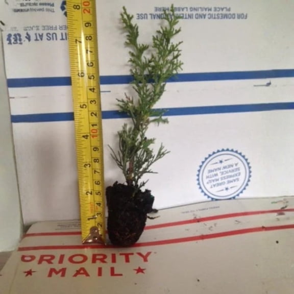 Italian Cypress – Live Plants