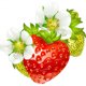 thumbnail image 3 of Three Ratels C0510 Hermosa fresa hermosa fruta PVC cocina pared pegatina decoración muebles baño calcomanías, 3 of 5