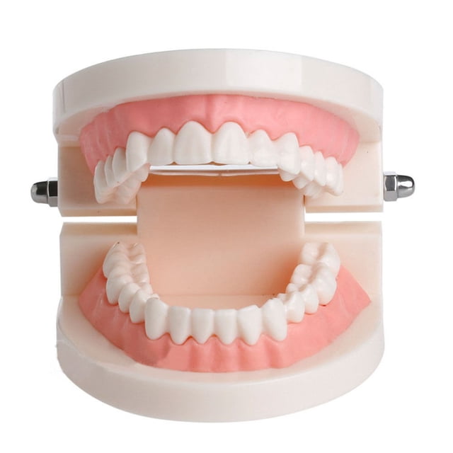 Molde Dental PVC Modelos Dientes Consumibles Dentales Estándar Útiles Aparatos Dentales