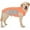 Orange, variant on HQREA Reflective Summer Cooling Dog T-Shirt, Breathable Sleeveless Mesh Vest for Large