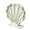 F, variant on Seashells Display Case with Acrylic Window,Seashells Display Box Decorative Shadows Box for Starfishs Collections