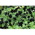 thumbnail image 3 of 50 BLACK PANSY Clear Crystals Viola Wittrockiana Flower Seeds, 3 of 10