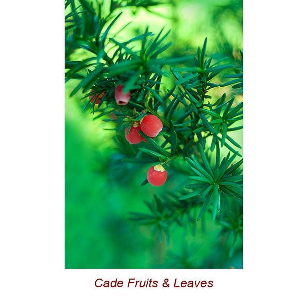 Cade Essential Oil 1 fl oz (30 ml) - 100% Pure and Natural by Silky Scents