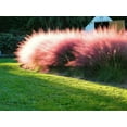 thumbnail image 5 of Muhly Grass  1 Live 4 Inch Pots  Muhlenbergia Capillaris  Ideal for Natural Landscaping  Easy-Care & Drought Tolerant Plants  Beautiful Pink Plumes, 5 of 7