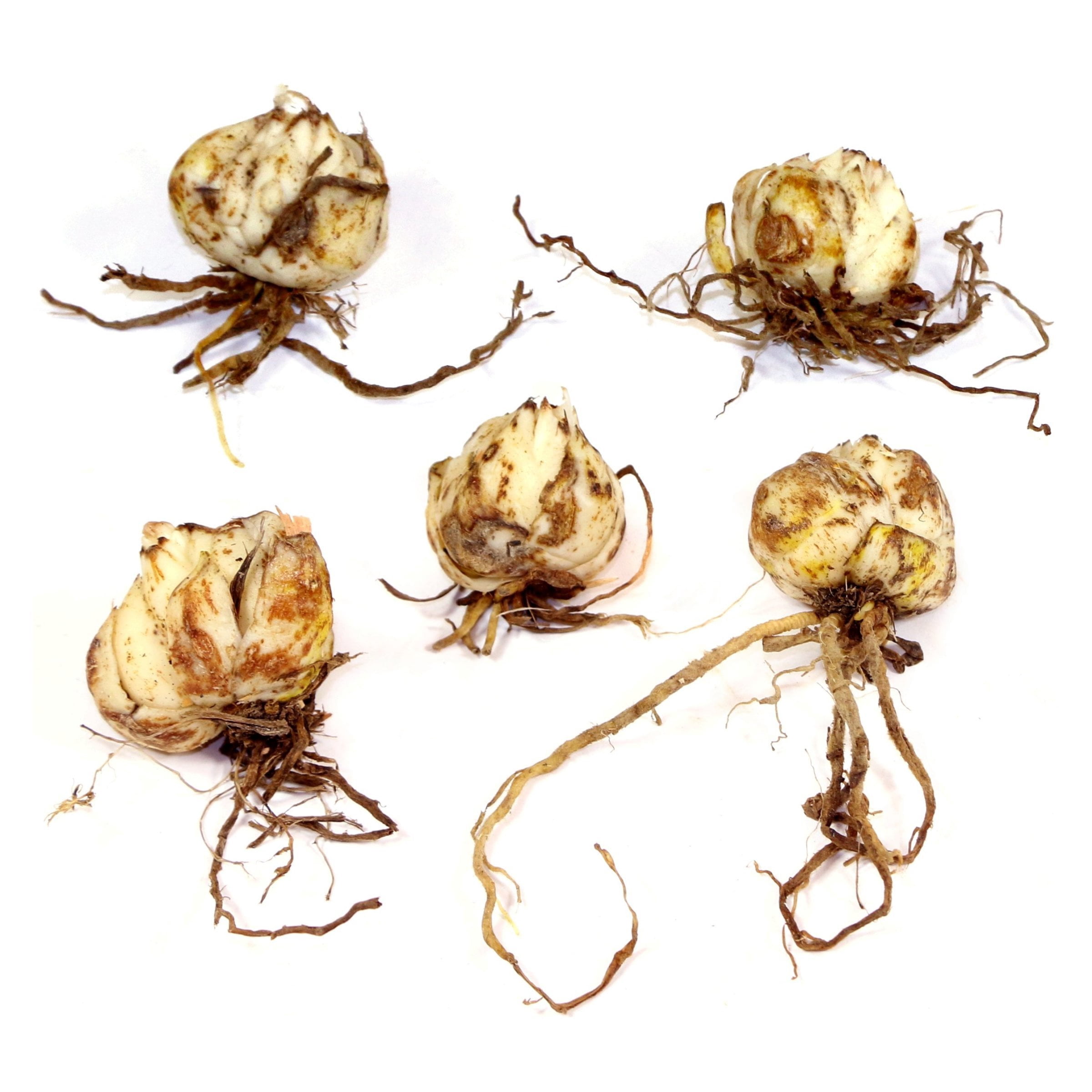 Lily Summer Snow LA Hybrid Live Perennial Bulbs (5-Pack)