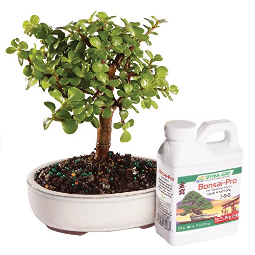 Brussel's Live Dwarf Jade Indoor Bonsai Tree 4 Years Old; 4" to 6