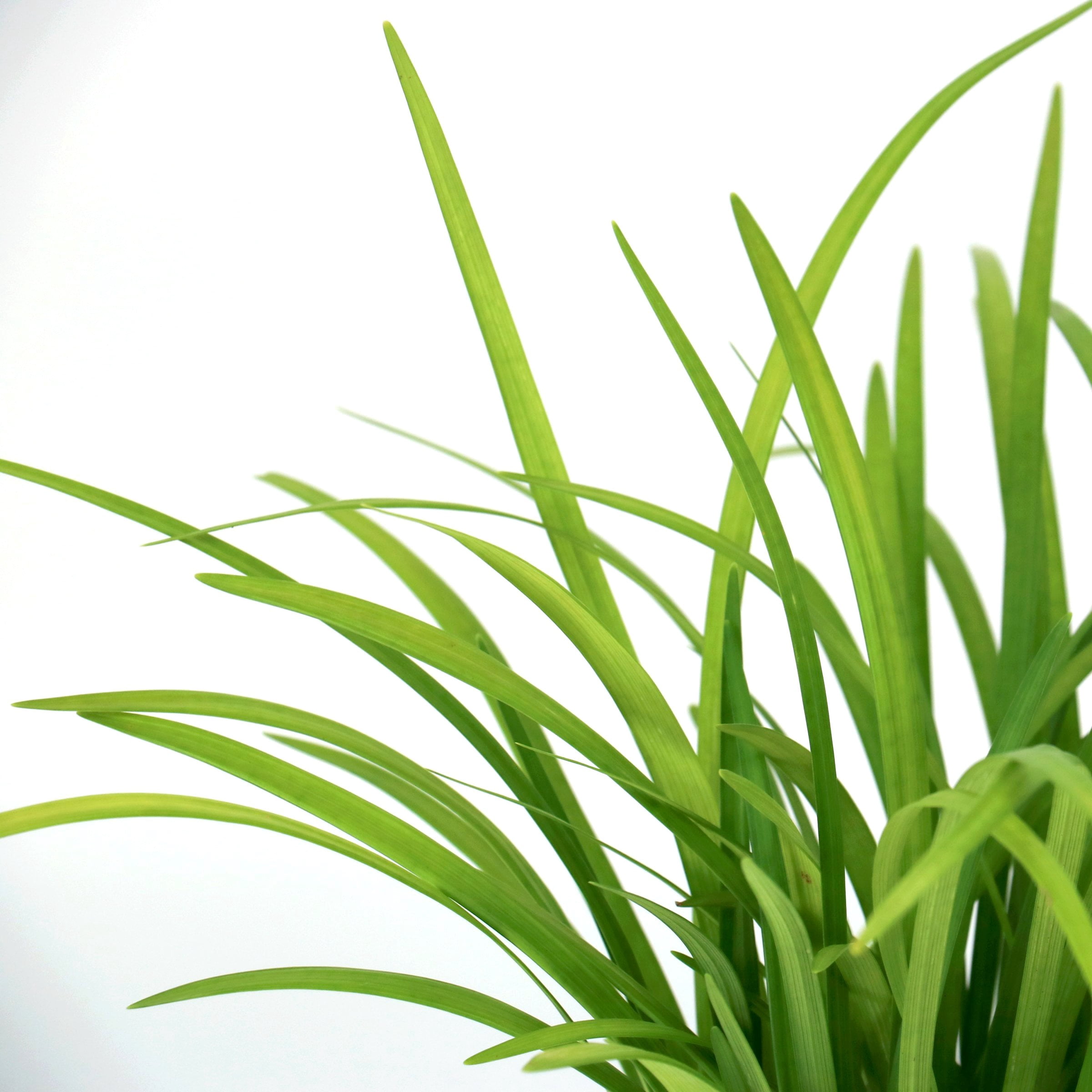 National Plant Network 1 gal. Liriope Emerald Goddess Grass