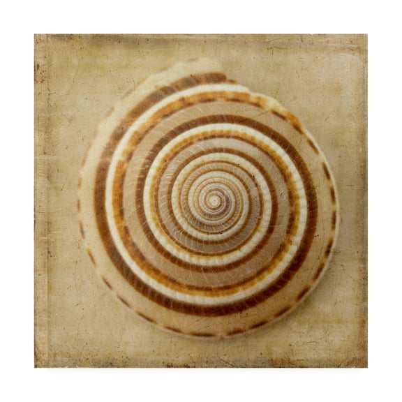Trademark Fine Art 'Sepia Shell V' Canvas Art by Judy Stalus