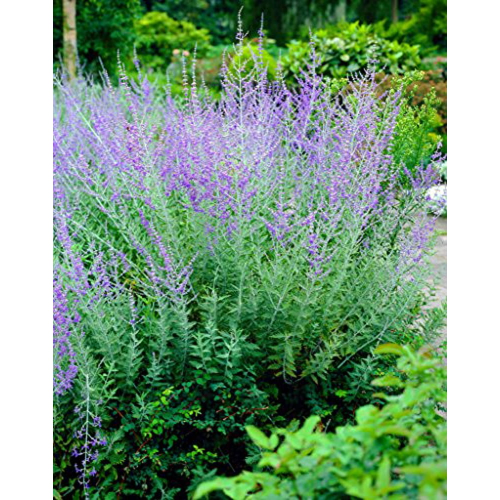Cut Leaf Russian Sage Plant Perovskia atriplicifolia 'Filigran
