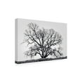 thumbnail image 2 of Trademark Fine Art 'Grand Oak Tree I' Canvas Art by Rachel Perry, 2 of 3
