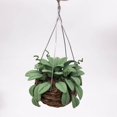 thumbnail image 6 of Big Sale! Ongmies Home Decor Clearance Miniature Dollhouse Flowers Miniature Bonsai Flower Dollhouse Christmas Tree Potted Flower Dollhouse Hanging Flower Pot Model Toys Ornaments 1-Green, 6 of 8