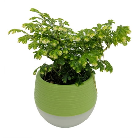 Selaginella Christmas Fern Frosty Fern - Selaginella - 2.5