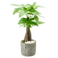 thumbnail image 2 of Arcadia Garden Products Live Money Tree in 4.5" Tropico Leaf, Gray, 2 of 4