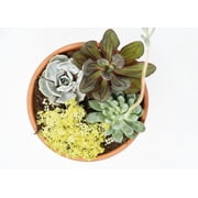 Perfect Plants Succulent Food - 5oz.