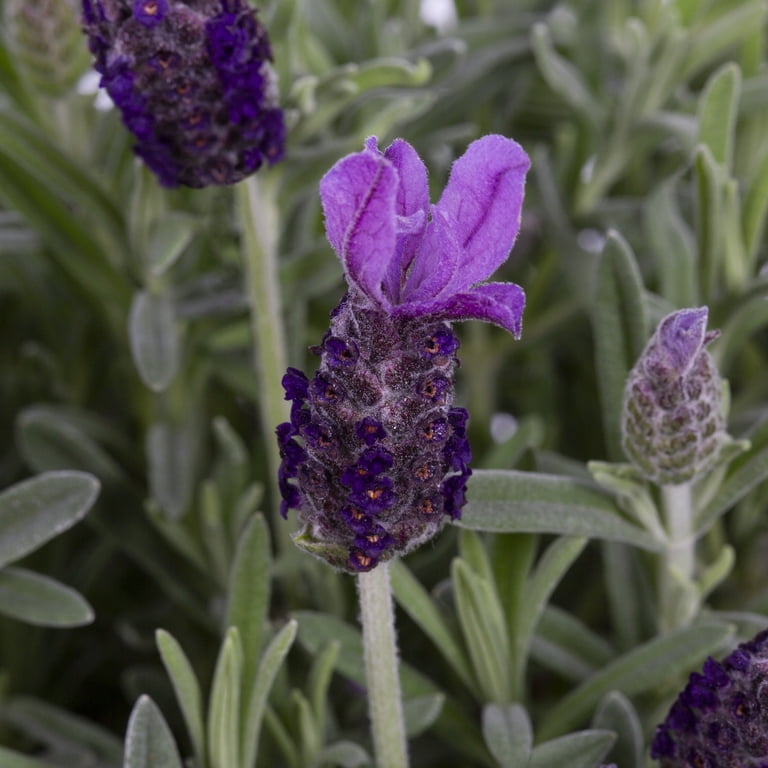 lavender angustifolia plants for sale Lavandula angustifolia 'Dwarf Blue' | Outdoor Plant