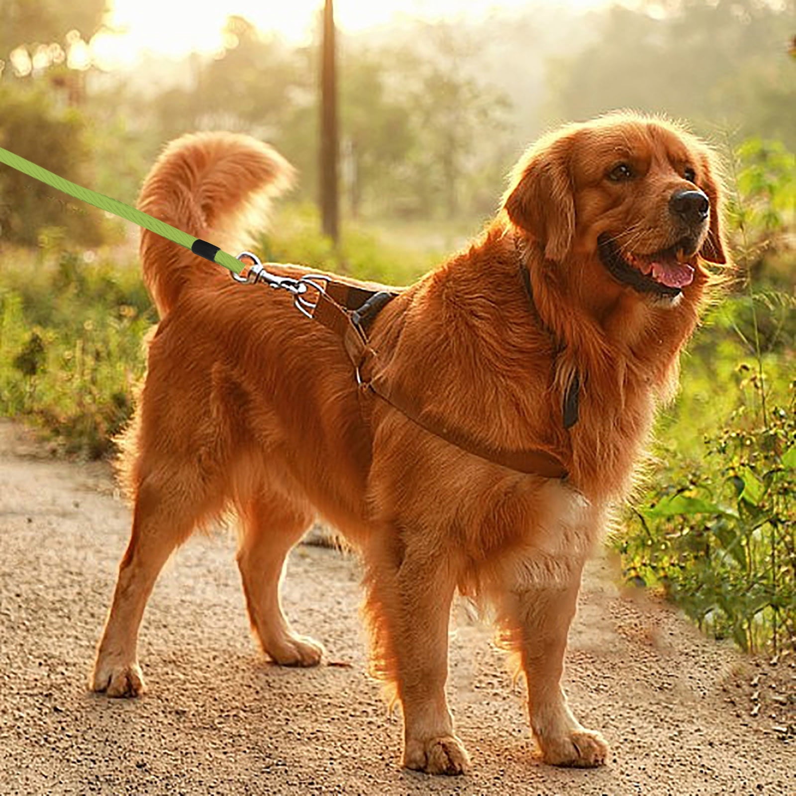Pet Outdoor Dog Tie Out 8m Leash with Swivel Chains for Yard Camping Outdoor Pet Restraint and Training