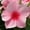 Red, variant on Vinca Flower Garden Seeds - Mediterranean XP Series - Strawberry - 100 Seeds - Annual Flower Gardening Seed