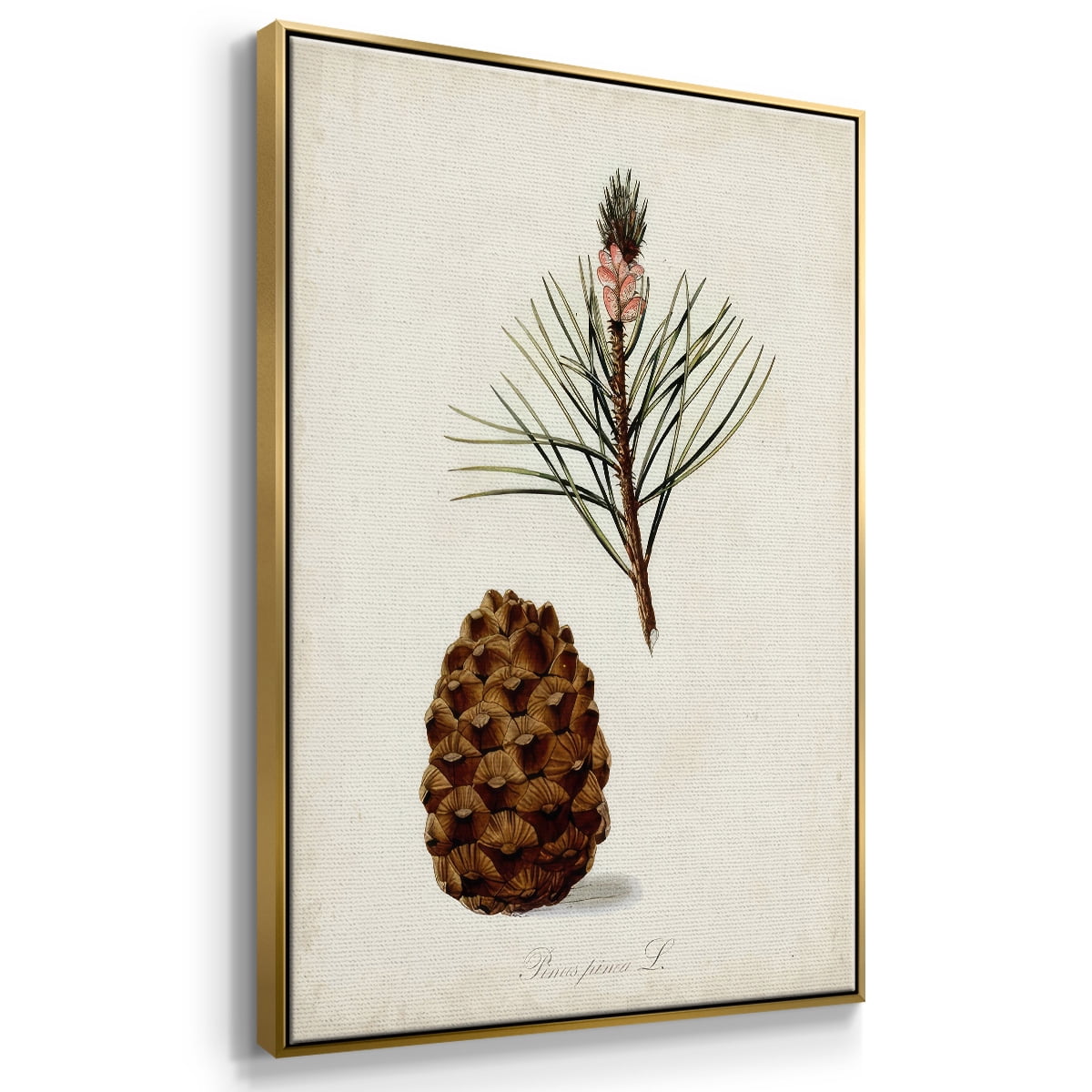 Antique Tree Study V - Framed Gallery Wrapped Holiday Canvas - 25 x 37 - Gold Frame