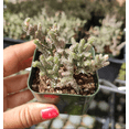 thumbnail image 3 of Crassula Muscosa F. Variegata 'Watch Chain' Succulent Live Plant 2 Inch for Indoor Outdoor Home Office Garden Decor, 3 of 6