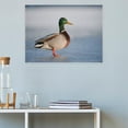 thumbnail image 4 of ADALE Beautiful Mallard Duck Fun Animal Wall Art Poster Wall Art Painting Canvas Decor Modern Family Home Decor Background Wall Decor Unframed 24x20 Inch, 4 of 6