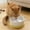 White-A, variant on Pet Heated Water Bowl, Ceramic with Bite Resistant Cord for Dogs Cats Winter, Anti-Freeze for Chickens Ducks, Indoor Outdoor Constant Temperature