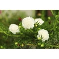thumbnail image 6 of 100 White PORTULACA Grandiflora / MOSS ROSE Succulent Flower Seeds, 6 of 9
