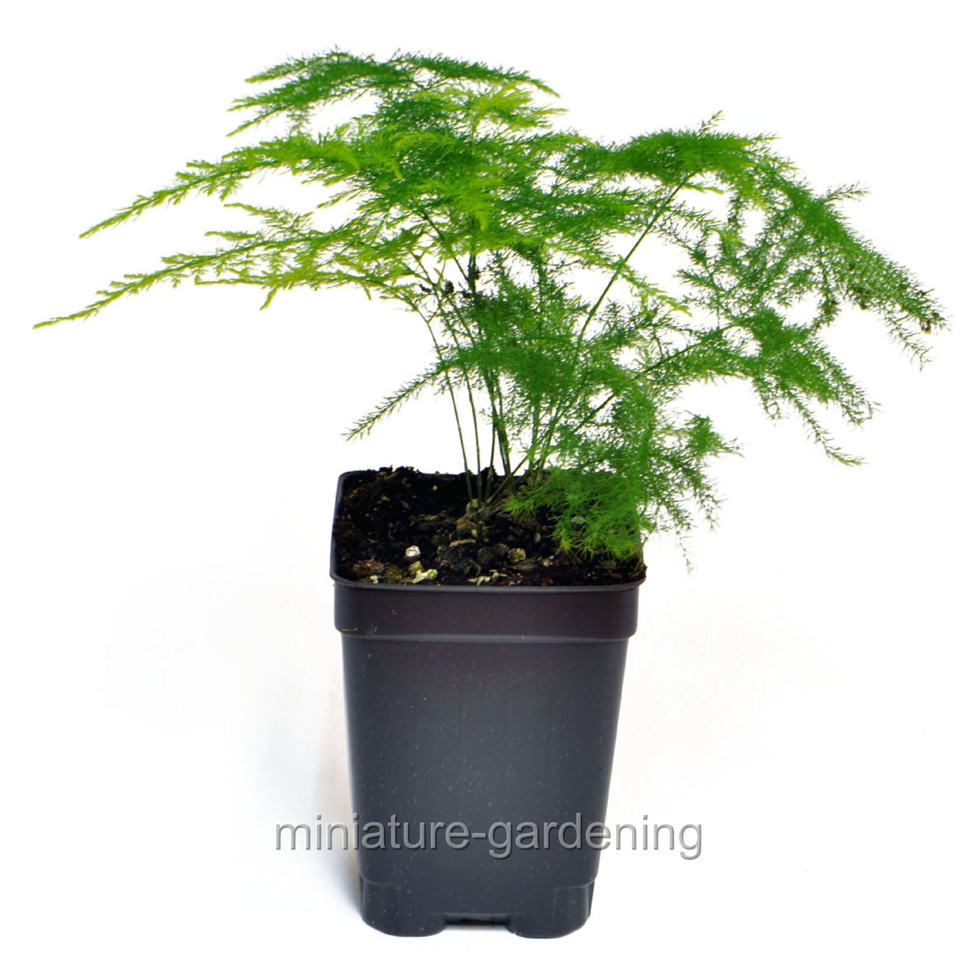 Asparagus, Asparagus Plumosa Nanus, Plumosa Fern