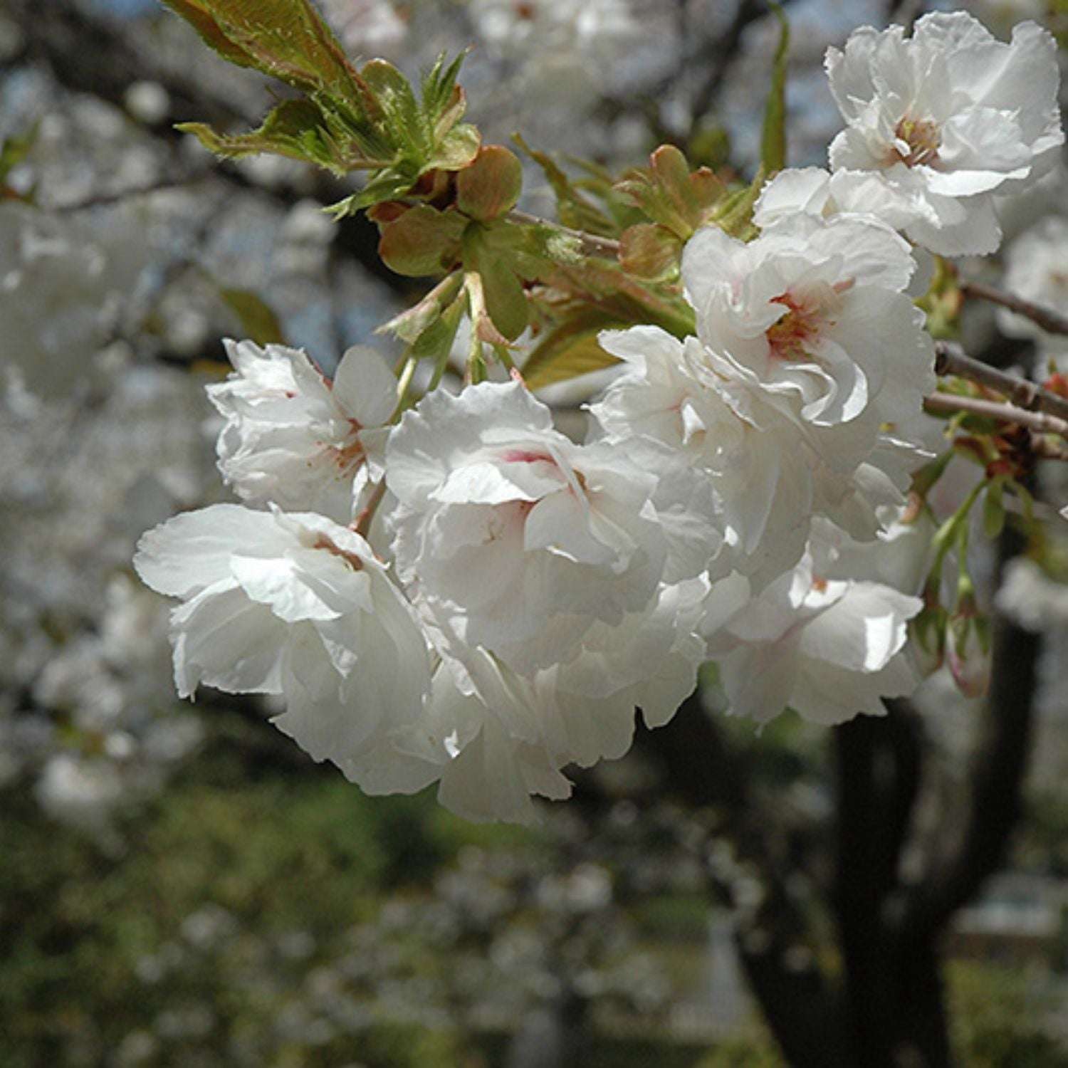 Expert Gardener 3-4 ft. tall Mt. Fuji White Flowering Cherry Live Tree in 7-Gallon Grower Pot