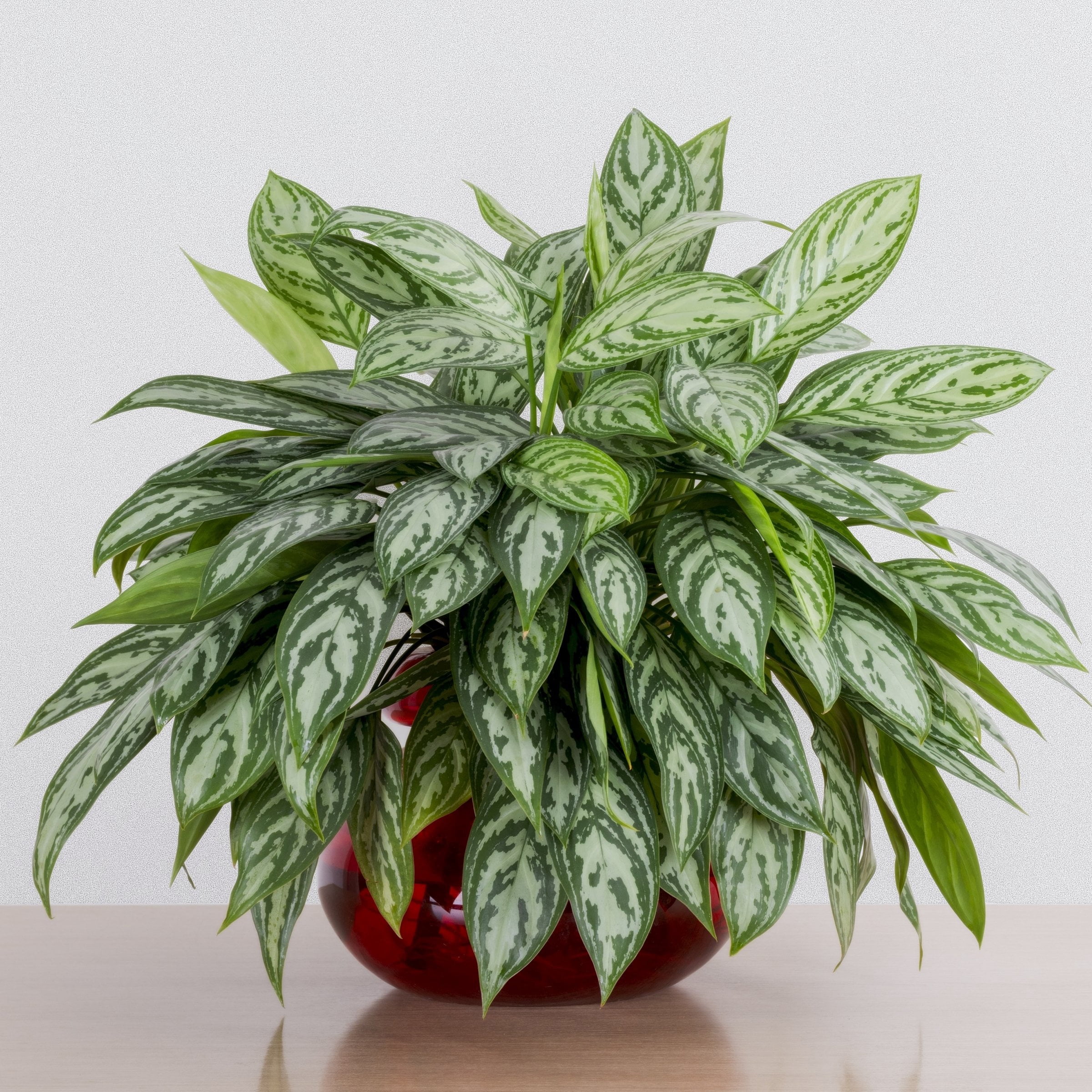 6 in. Aglaonema Maria Emerald Beauty Plant in Grower Container