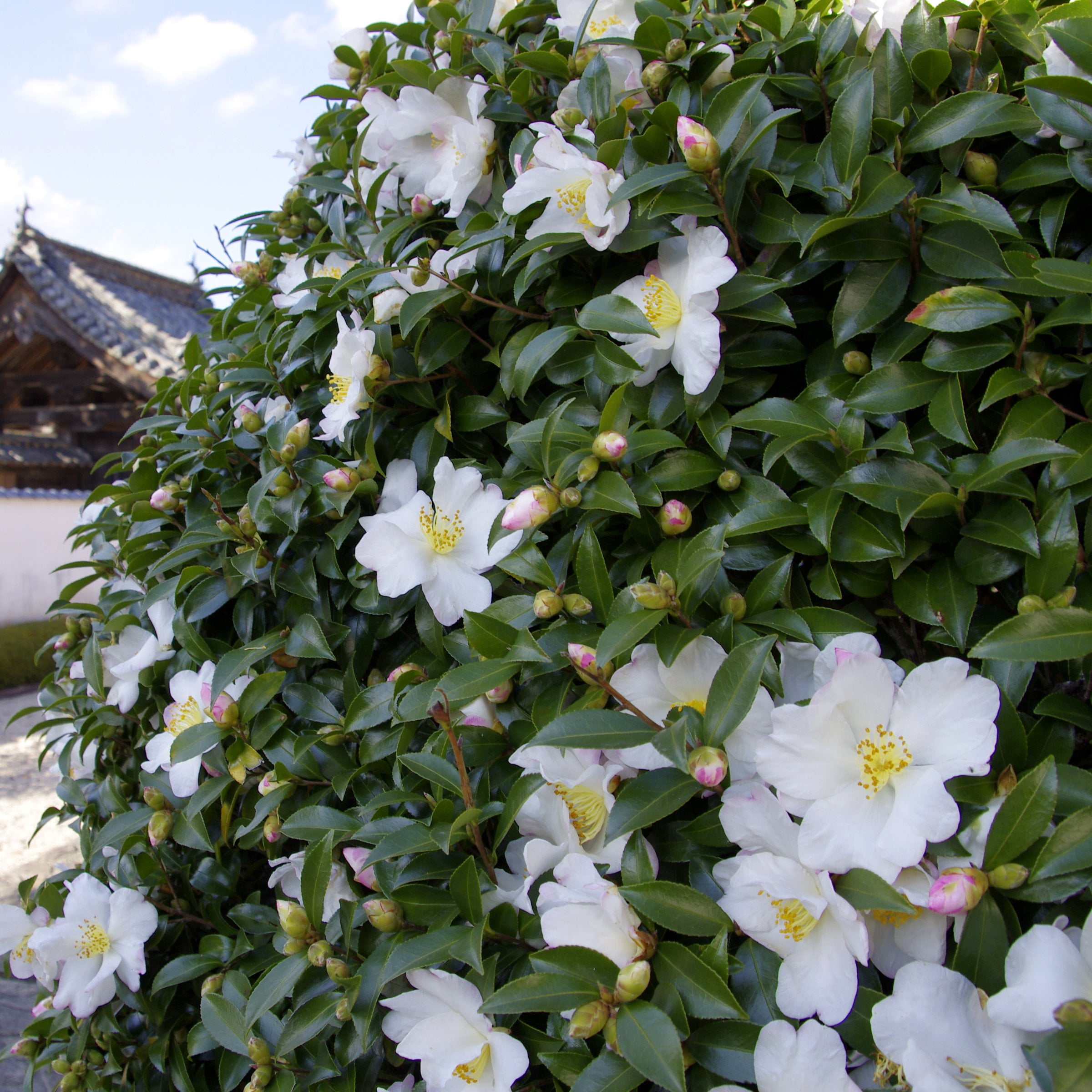 National Plant Network 1 gal. Camellia Sasanqua Daydream Believer Shrub
