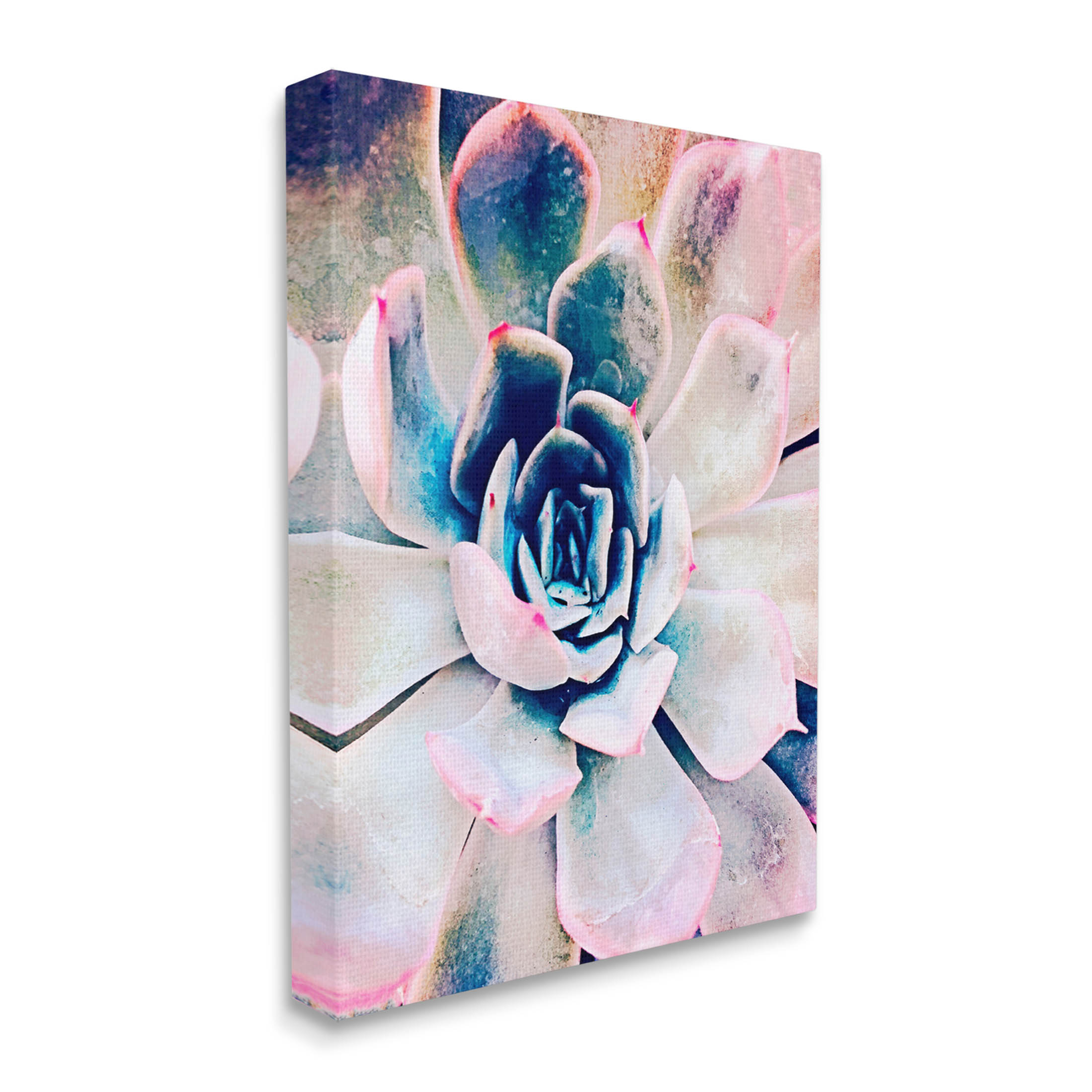 Modern Succulent Plant View Botanical & Floral Photograph Gallery Wrapped Canvas Print Wall Art