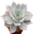 thumbnail image 2 of Echeveria Subsessilis (2"+ Plastic Pot) - Tiny, Lovely, Easy to Care Succulents - Live Succulents for Home Office, 2 of 3