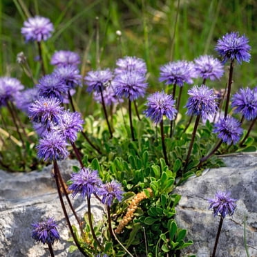 Scabiosa Flower Seeds - Blue Note Variety - 100 Seeds - Blue Blooms - Perennial Flower Garden - Scabiosa Caucasia