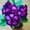 E, variant on Desert Rose, Low Maintenance - Easy Grow - Ideal for Beds Borders, Plant Pots & Planters