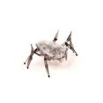 thumbnail image 1 of HEXBUG® Scarab Micro Robotic Creatures - Item Ships in Assorted Colours, 1 of 3