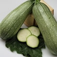 thumbnail image 1 of Grey Zucchini Squash Seeds - 5 LB Bulk ~14,000 Seeds - Heirloom, Open Pollinated, Non-GMO, Farm & Vegetable Gardening Seeds, 1 of 2